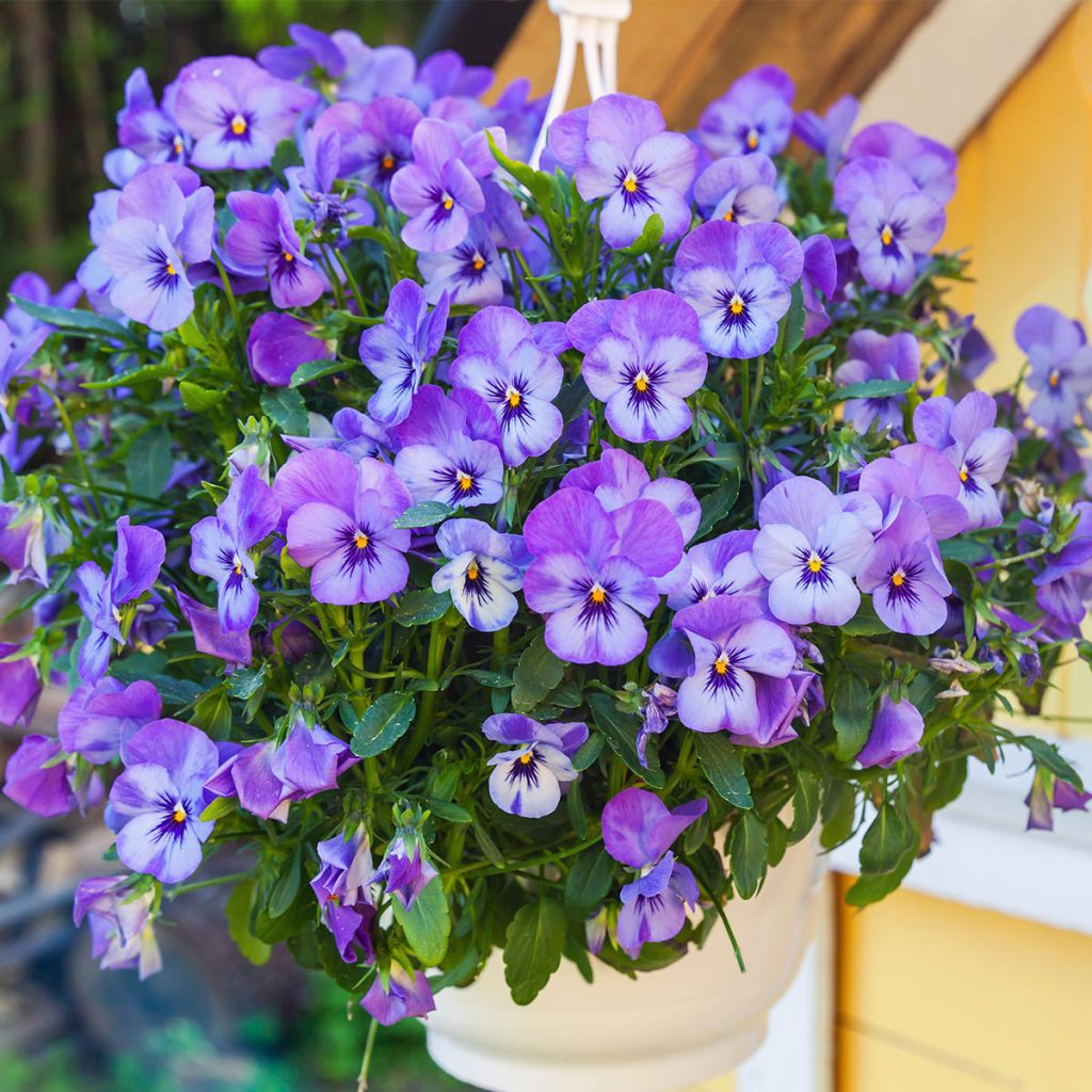 12″ Pansy Hanging Basket Sailors Athletics