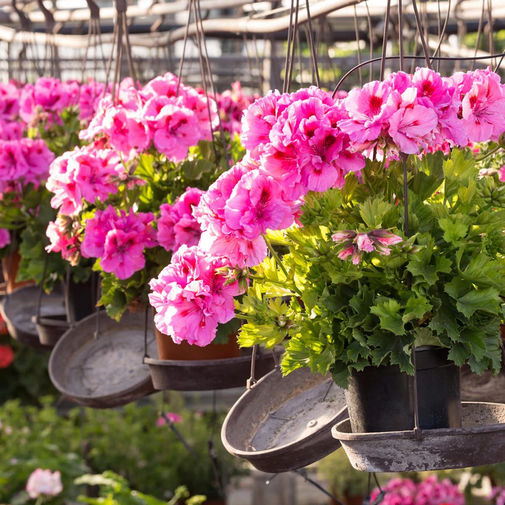 12″ Geranium Hanging Basket Sailors Athletics