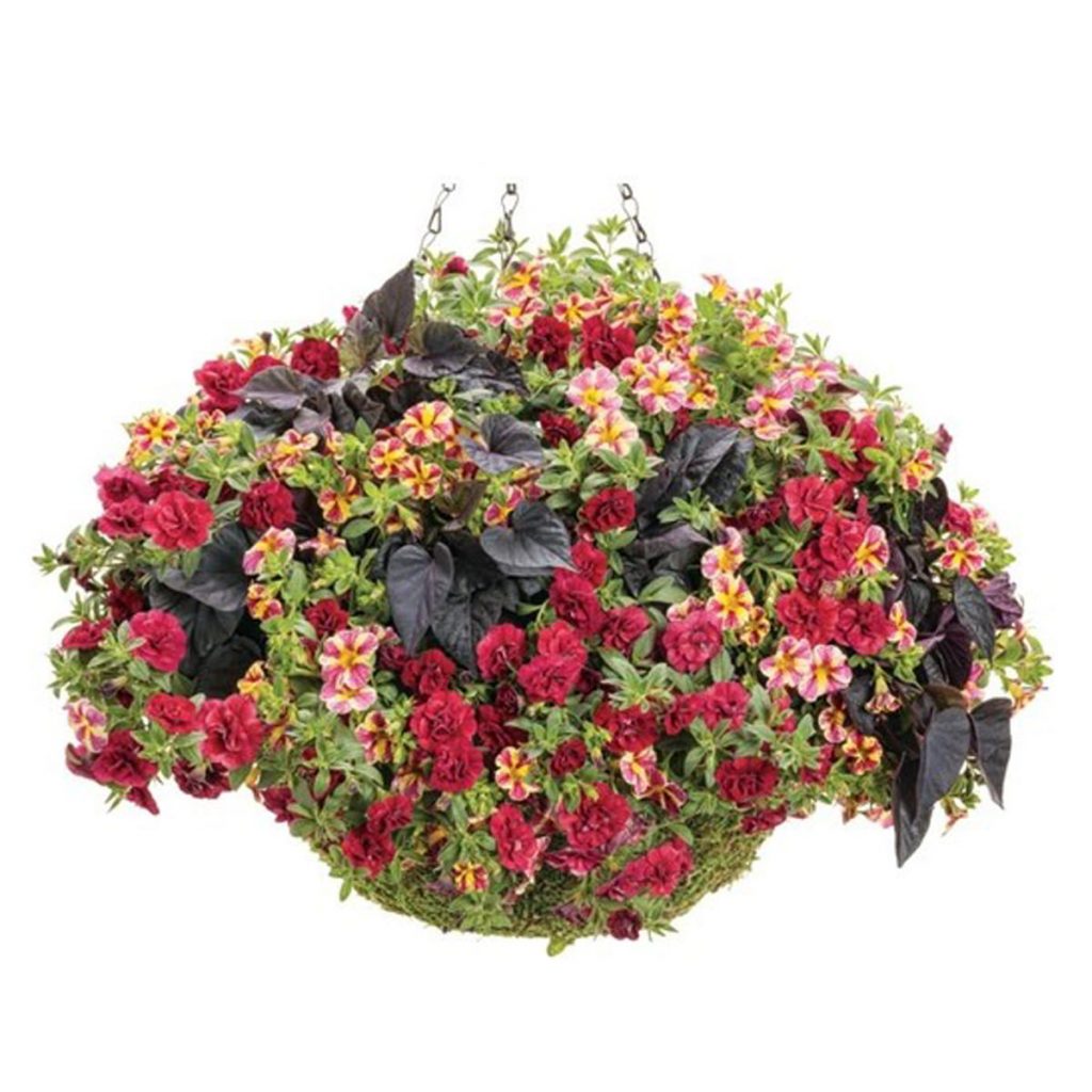 12″ Mixed Annual Hanging Basket Sailors Athletics