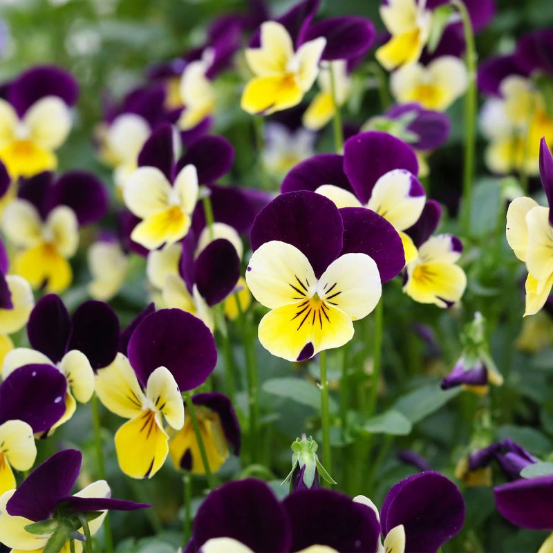 Flat Pansies Sailors Athletics